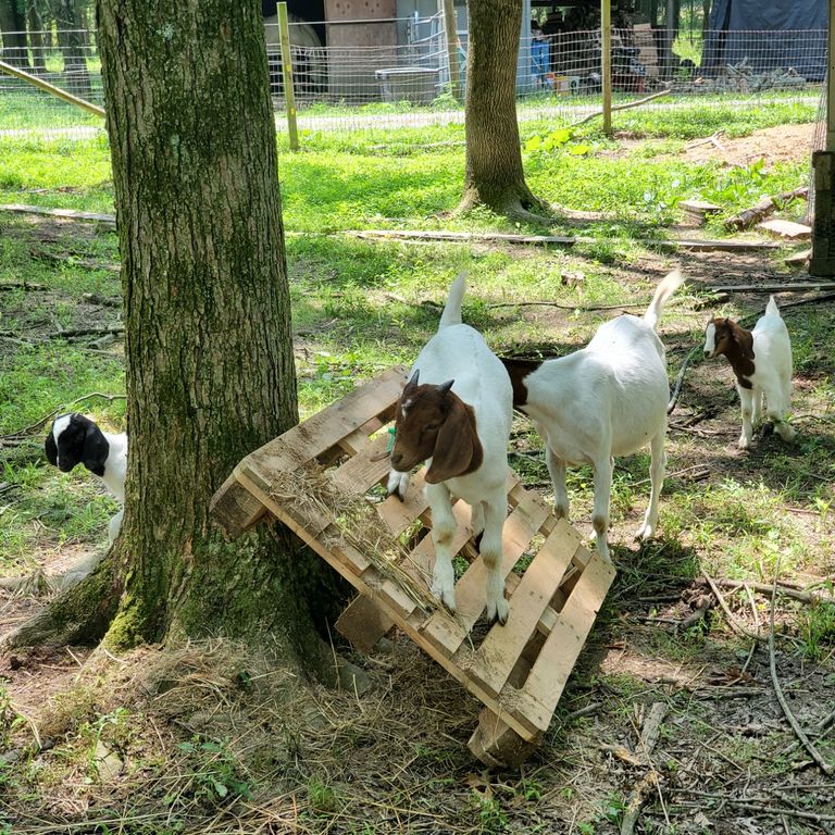 Stockton NJ Boer Goats